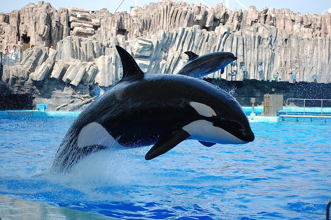 The Taiji 5 – Inherently Wild
