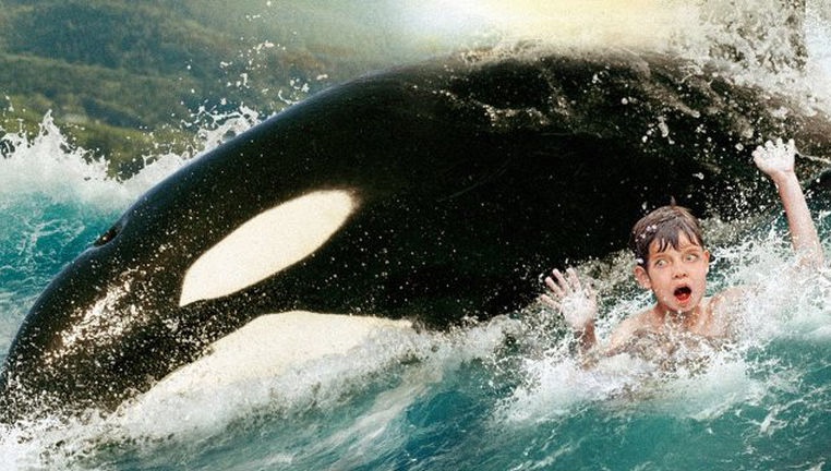 Orcas VS Humans – Inherently Wild