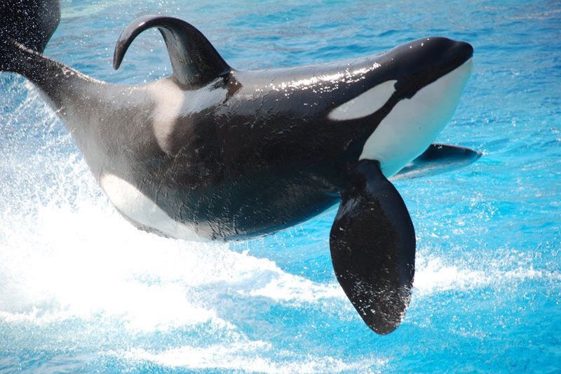 wild orca with collapsed dorsal fin