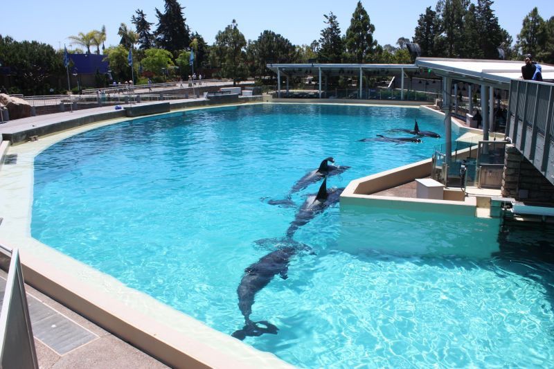 shamu pool float