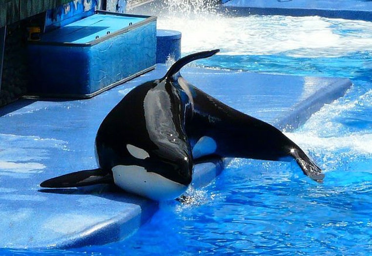 how do killer whales mate