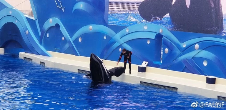 Shanghai Haichang Ocean Park’s Killer Whale Gallery – Inherently Wild