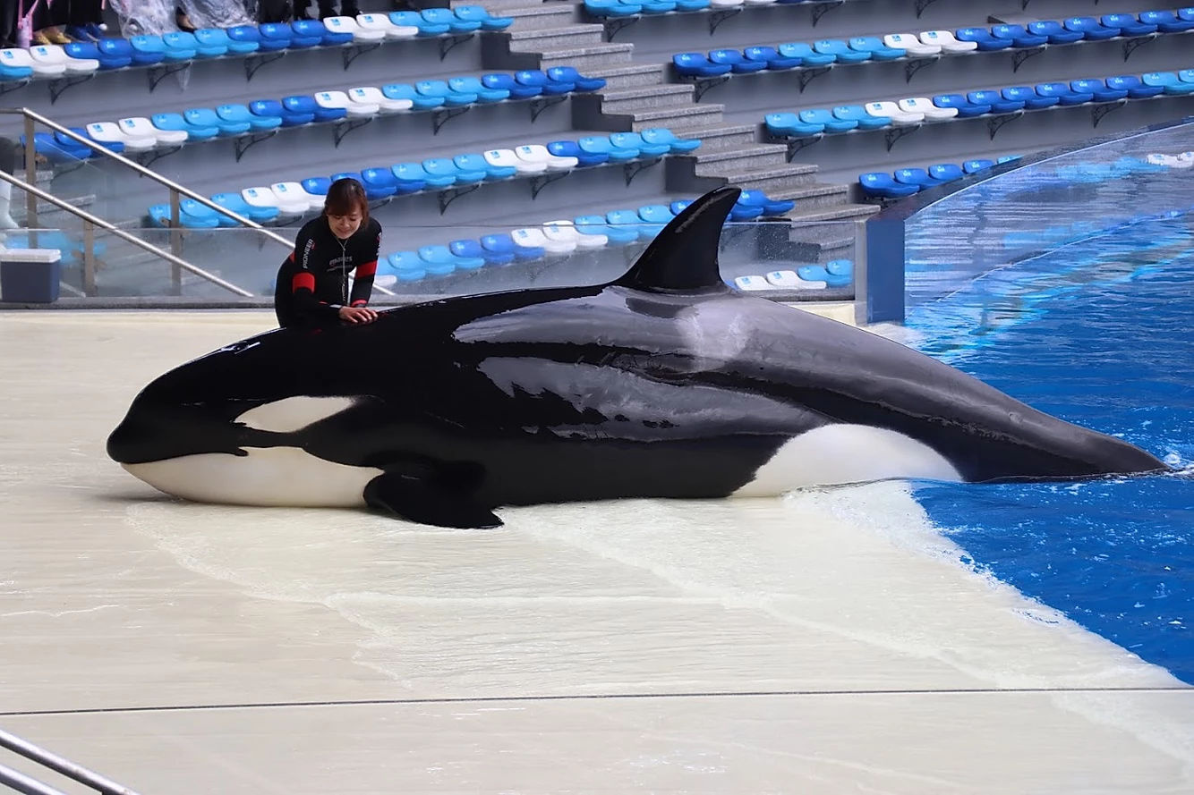 Shanghai Haichang Ocean Park’s Killer Whale Gallery – Inherently Wild