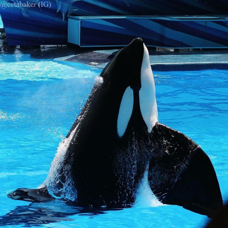 Tilikum’s Gallery – Inherently Wild