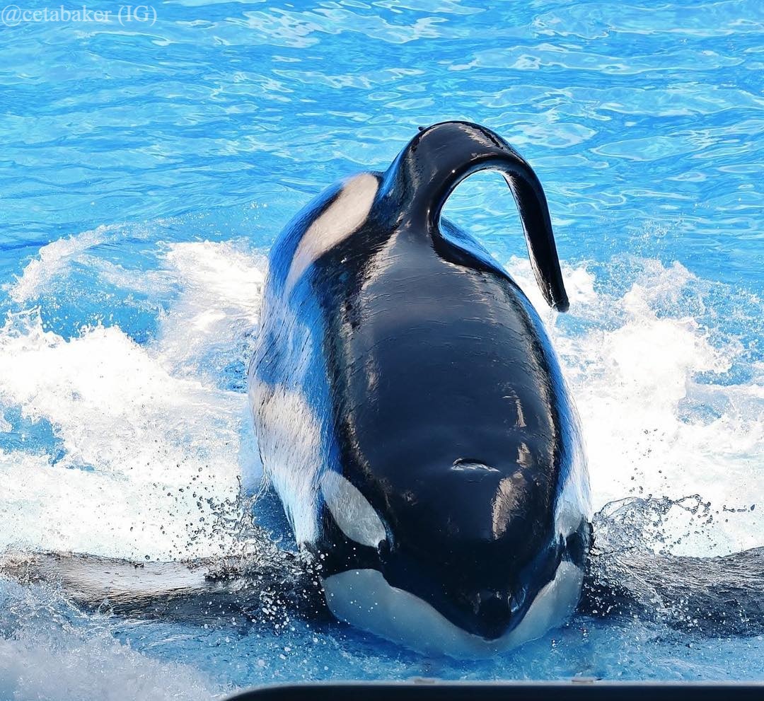 Tilikum’s Gallery – Inherently Wild