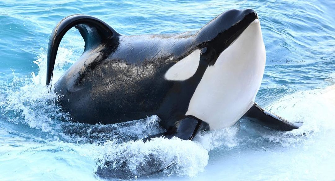 Inouk s Gallery Inherently Wild