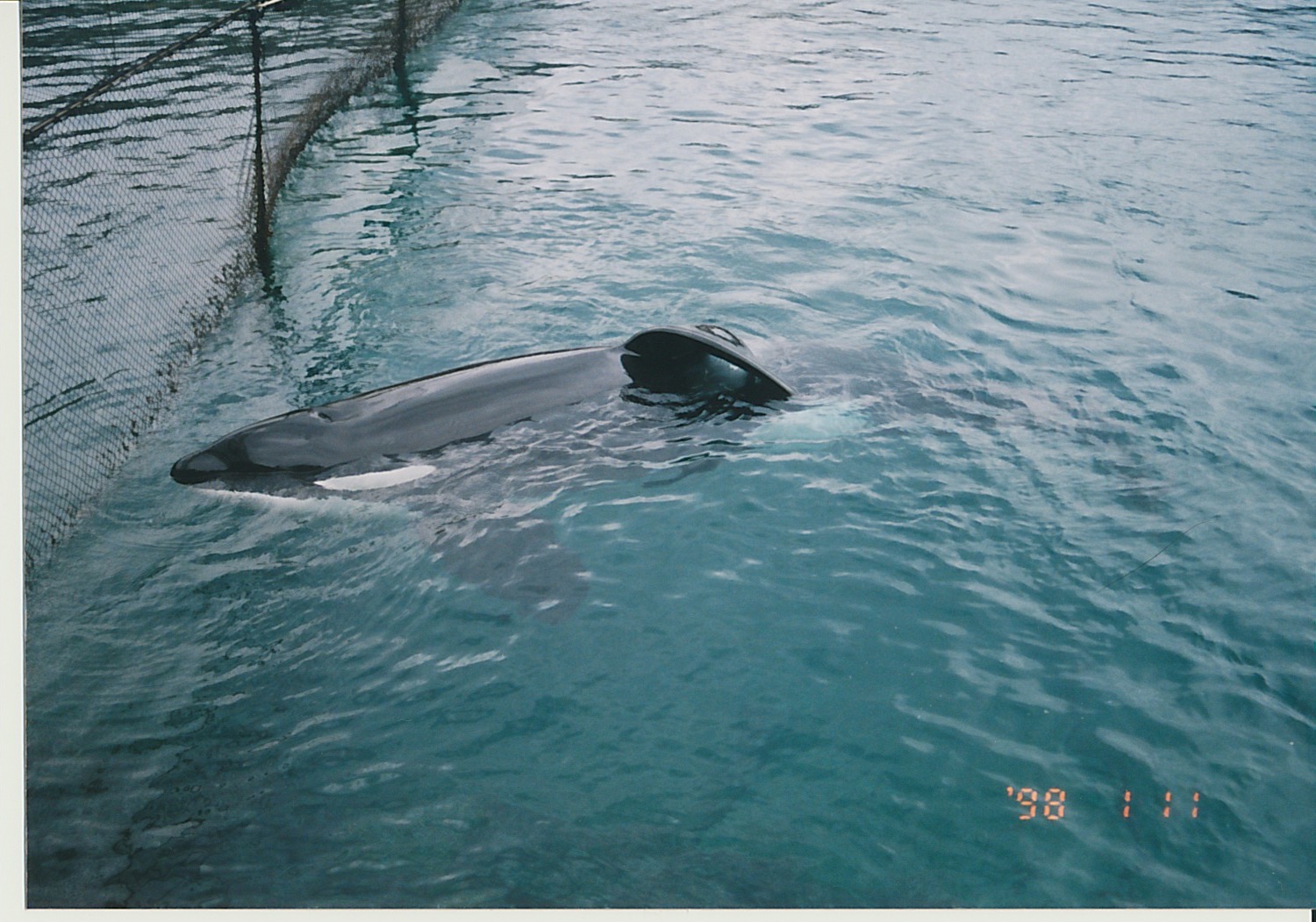 Tanouk’s Gallery – Inherently Wild