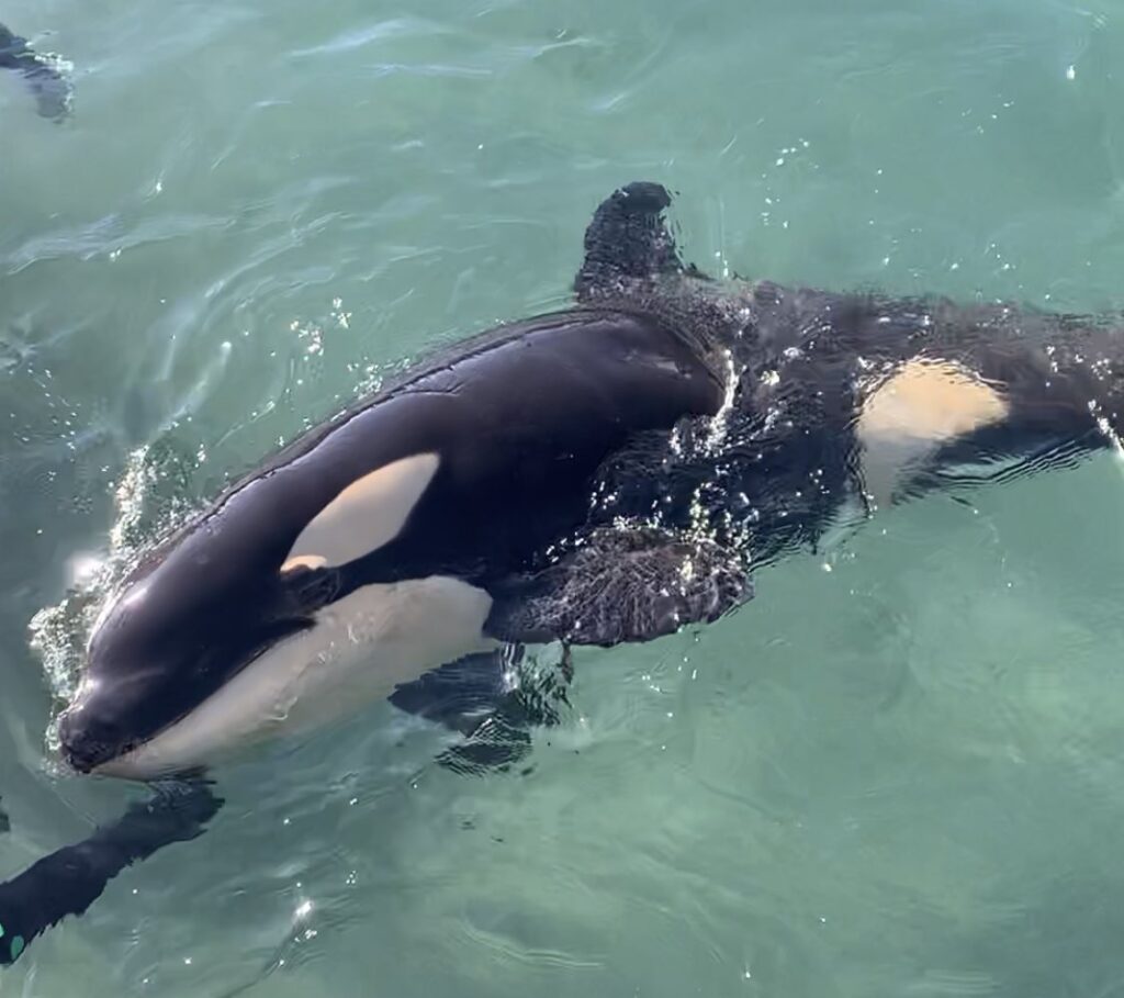 A Beluga Whale & Dolphin Have Reportedly Died At MarineLand Canada