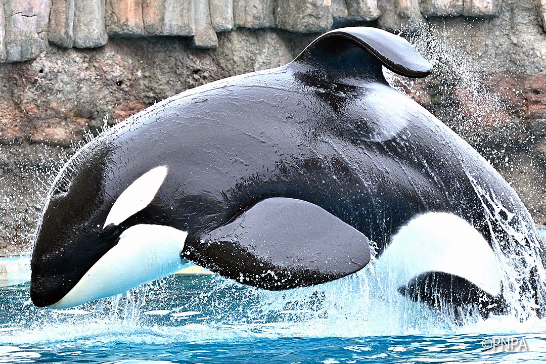 Earth s Gallery Inherently Wild